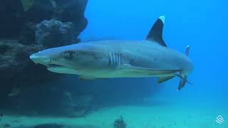 Behind the Lens Whitetip Reef Sharks [upl. by Amapuna]