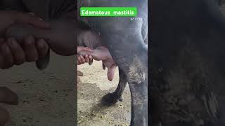 Edematous mastitis toximia mastitis anroxia [upl. by Asamot]