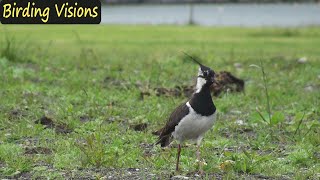 Lapwing plover  Birds of Norway [upl. by Tann]