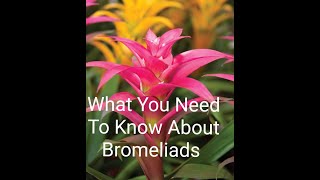 Growing A Bromeliad And How To Care For A Bromeliad Plant❤ [upl. by Anrim]