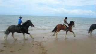 shire horses on beach 2012 [upl. by Anderea583]