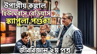 উপাঙ্গীয় কঙ্কালহিউমেরাসরেডিয়াসআলনাস্ক্যাপুলাপর্শুকা।HumerusRadiusUlnaScapulaRibsHSC [upl. by Waneta]