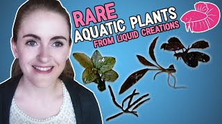 Unboxing Rare Aquatic Plants  Anubias Mosses Buce more [upl. by Hareema]