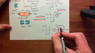 Type 1 Phosphoinositide 3Kinase Enzymes Part 6 [upl. by Neddie]