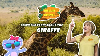 Giraffe Facts [upl. by Allina]