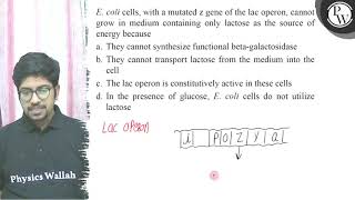 E coli cells with a mutated \ \mathrmz \ gene of the lac oper [upl. by Burhans894]