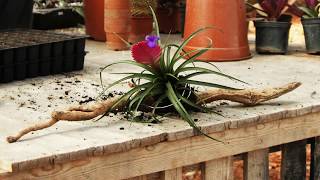 How to Display Air Plants Tillandsia [upl. by Puna]