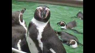 Pinguine beim Schwimmen Putzen und Springen [upl. by Erised]