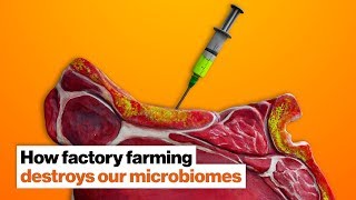 Jillian Michaels How antibiotics used in factory farming destroy our microbiomes  Big Think [upl. by Mcclure]