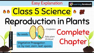 Class 5 Science Chapter 1 Reproduction in Plants [upl. by Aistek]