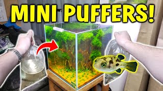 Adding MINI PUFFER FISH To Planted Aquarium  W Pea Puffer Care Guide [upl. by Adanama]