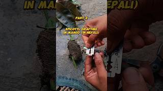 Part2 Epicotyl grafting in mango In Nepali epicotylgraftinginmango epicotylgrafting [upl. by Madid]