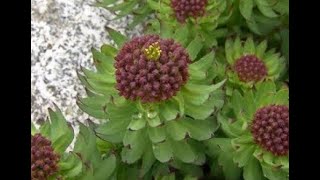 Rhodiola rosea [upl. by Agace386]