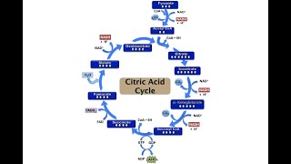 Relevance of Citric acid cycle to the metabolism of carbohydrates [upl. by Anum]