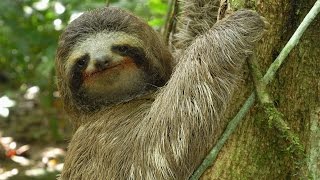 Threetoed Sloth The Slowest Mammal On Earth  Nature on PBS [upl. by Geneva484]