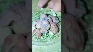 How to bugdies parrots 6babyshortsbugdiesbreeds birds budgiesaviary [upl. by Ayik820]