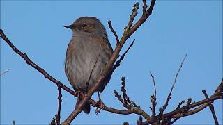 Dunnock Song [upl. by Ertemed581]