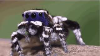 maratus personatus  the cuttiest spider in the world read desc [upl. by Janene]