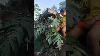 Epipremnum pinnatum plant ☘️ houseplants plants plant shortvideo shorts plantlover [upl. by Eward787]