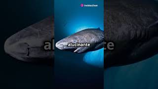 5 Curiosidades del Tiburón Boreal✔😱😱vidaanimal animalplanet shark [upl. by Giesecke637]