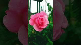 Roses 🌹 with raindrops 💐 rose raindrops nature beautiful prettyroses [upl. by Anahoj927]