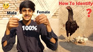 How To Identify Chicks Male Female 🤔  Aseel Chicks [upl. by Wilmott]