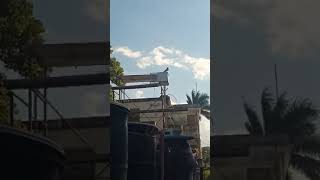 GUANABACOA EL MAMBÍ CUBA 🇨🇺🪽🫂 palomeroscubanos pigeon palomos veanlohastaelfinal paloma [upl. by Fafa168]