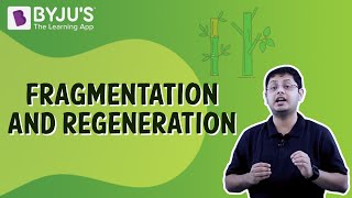 Fragmentation And Regeneration  Class 7  Learn With BYJUS [upl. by Angelica320]