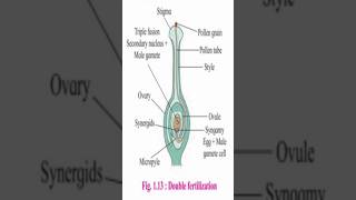 Development of Male amp female gametophytes amp Double FertilizationBiologycbse neet education bio [upl. by Rutherfurd]