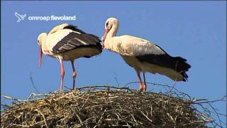 Ooievaars in Natuurpark Lelystad [upl. by Basir]