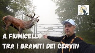 CAMMINIAMO TRA I BRAMITI DEI CERVI [upl. by Candida214]