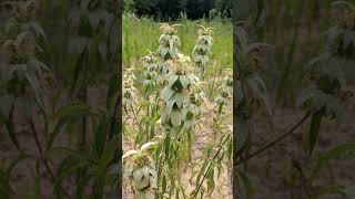 Spotted Beebalm Monarda punctata in Mint Family Lamiaceae  Observed in Description [upl. by Ynattir]