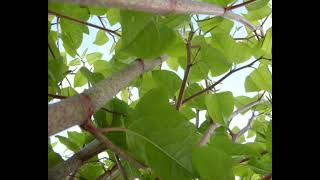 IVMs May Japanese Knotweed Identification Photos [upl. by Matronna]