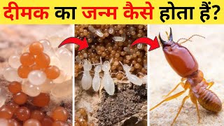 दीमक का जीवन चक्र  Termite Life Cycle Video  Life Cycle Of Termites In Hindi  Dimak Ka Janm [upl. by Tybalt666]