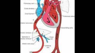 Fetal Circulation and Babys First Breath [upl. by Akihsar3]