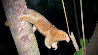 Rare Jungle Animals in Costa Rica Silky Anteater [upl. by Delp]