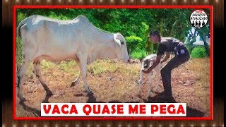 Procurando Bezerro que a vaca escondeu [upl. by Iturhs]