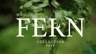 My Fern Collection Part 1 [upl. by Ennayrb798]