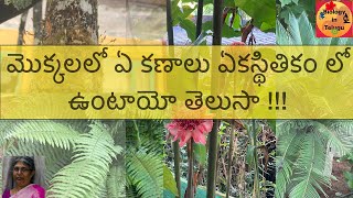 Life cycle of plants and chromosomal state in Telugu మొక్కల జీవిత చక్రంక్రోమోజోముల స్థితి [upl. by Tod]