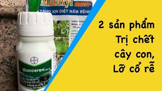 Hai sản phẩm đặc trị bệnh chết cây con và lỡ cổ rể trên ớt dưa hấu và những cây trồng khác [upl. by Rotkiv600]