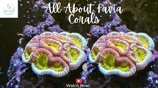 All about Favia corals [upl. by Lothar]