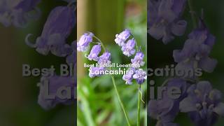 SAVE these Lancashire bluebell woodland walks for 2025 🌿🪻😍 bluebells walkingtour [upl. by Elyk236]