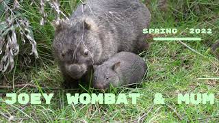 Baby Wombat  Joey amp mum [upl. by Geis]