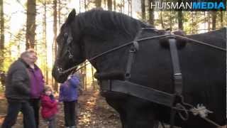 Paarden trekken bomen in Sellingen  29 december 2012 [upl. by Locin]