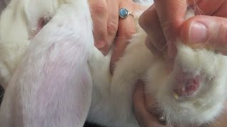 MLS® Laser Therapy for the pododermatitis bumblefoot of the rabbit Jack [upl. by Suoivatra]