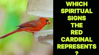 WHICH SPIRITUAL SIGNS THE RED CARDINAL BIRD REPRESENTS [upl. by Ettenay497]