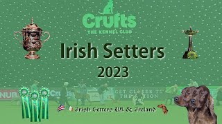 Crufts Irish Setters 2023 [upl. by Conner428]