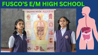 FUSCOS EM HIGH SCHOOL 10th class students are presenting on the Human Digestive System 🍎 [upl. by Nosmas]