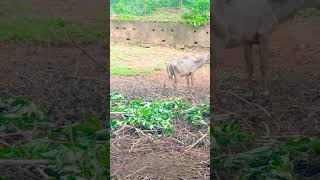 A Herd of Nilgai [upl. by Hesper]