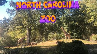 North Carolina Zoo  Asheboro NC  Worlds largest natural habitat zoo [upl. by Piggy826]